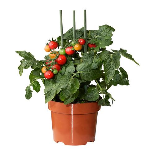 Tomatenplant - IKEA