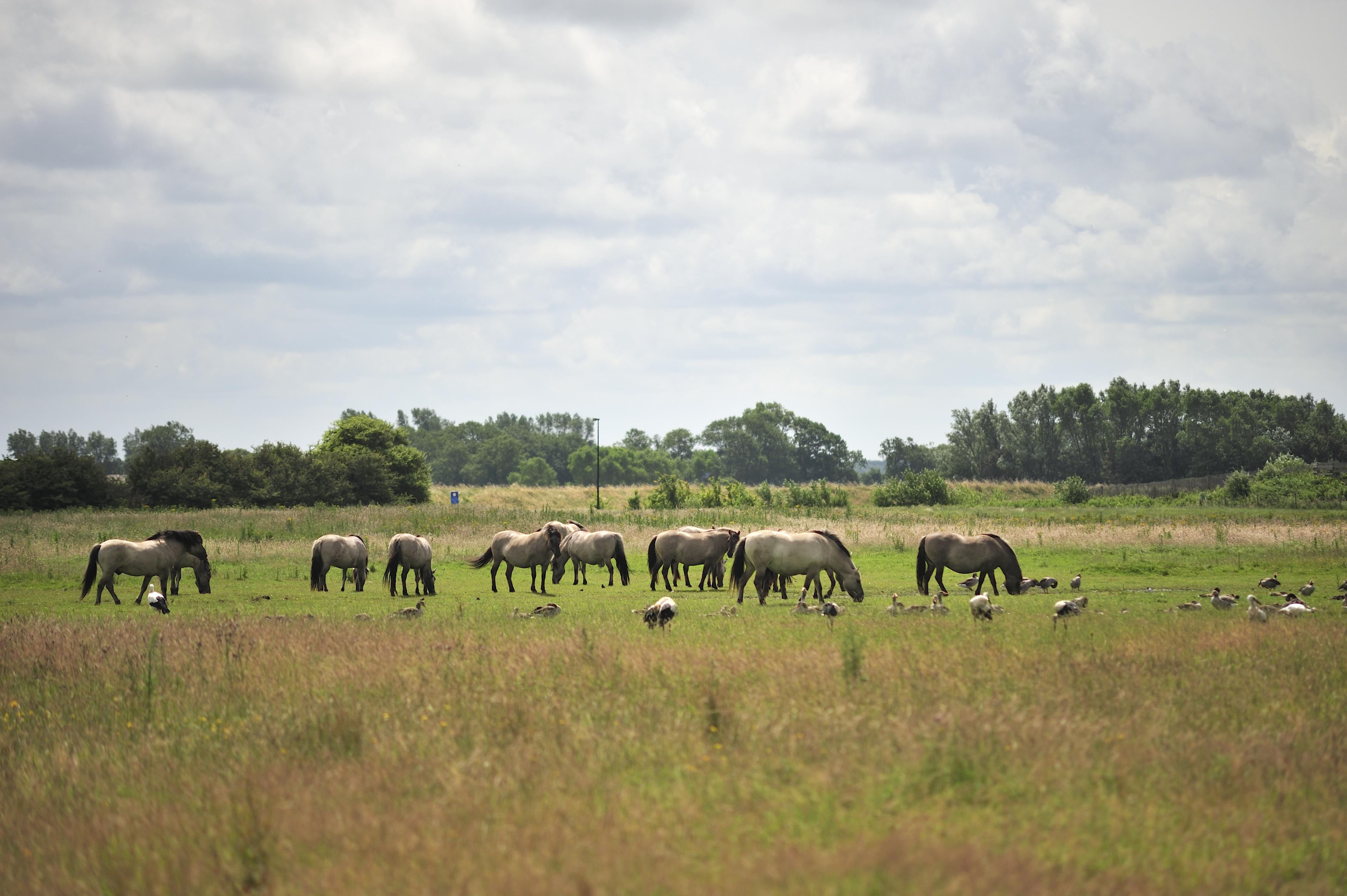 Konikspaarden in duinen natuurreservaat De Westhoek De Panne