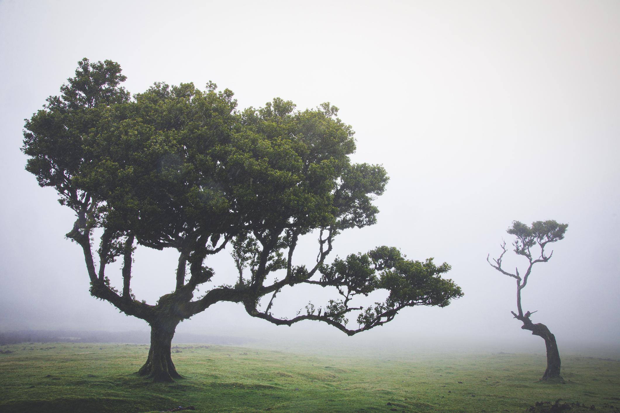 Fanal Forest in Madeira