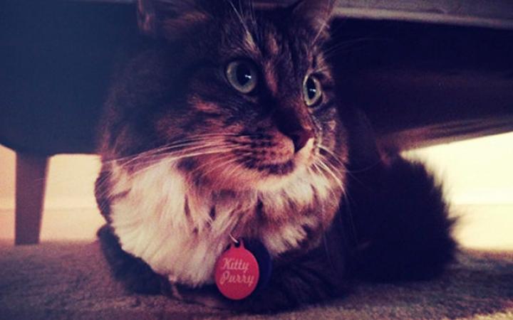 3. Katy Perry heeft een kat die Kitty Purry heet.