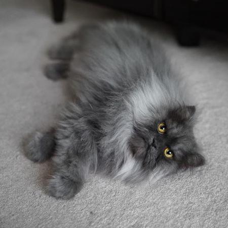 Juno