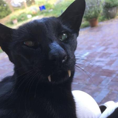 Mingus