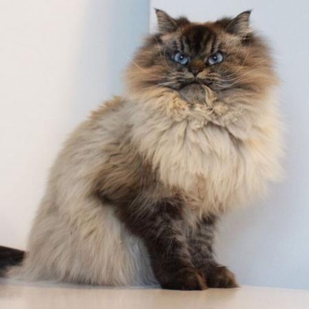 Merlin
