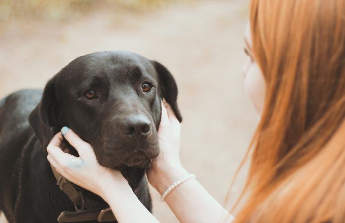 Leeuw (23 juli – 23 augustus): labrador retriever