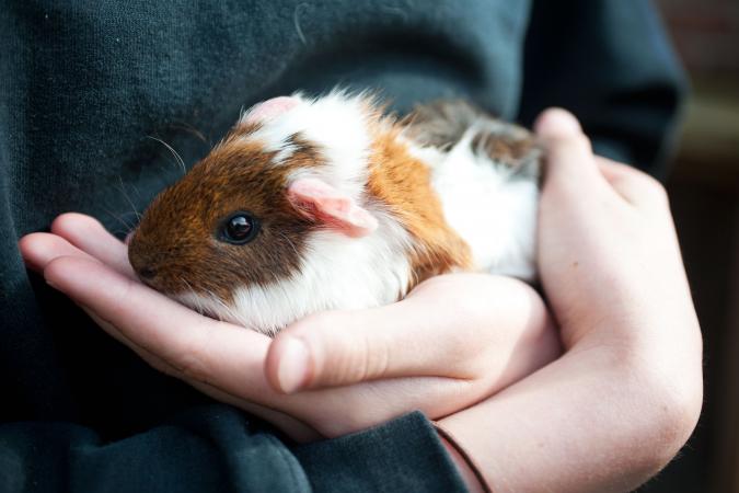 Steenbok (22/12 – 20/01): een huiscavia