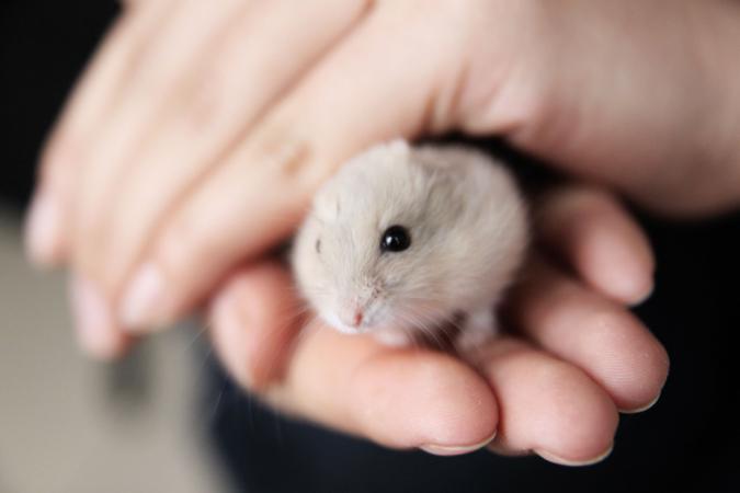 Stier (21/04 – 21/05): een hamster