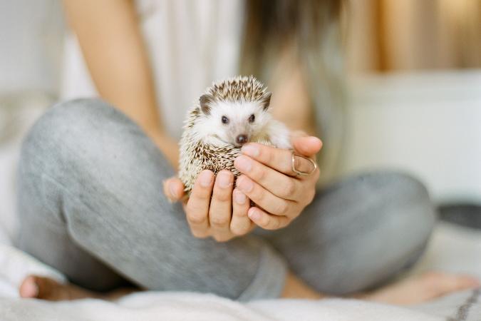 Kreeft (22/06 – 22/07): een konijntje of geredde egel