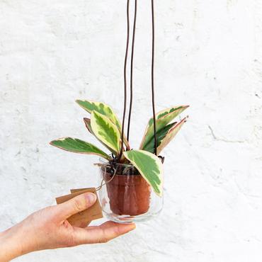 Plantenhanger van gerecycleerd glas