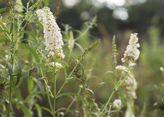 Buddleja davidii ‘White Profusion’: wit