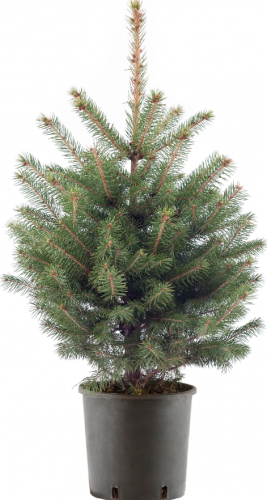 Echte kerstboom - 80 cm
