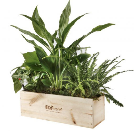 Box met drie luchtzuiverende planten