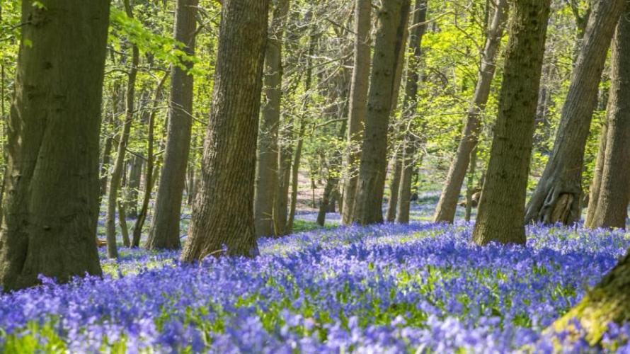 De Hyacintenwandeling tussen Kemmel en Dranouter