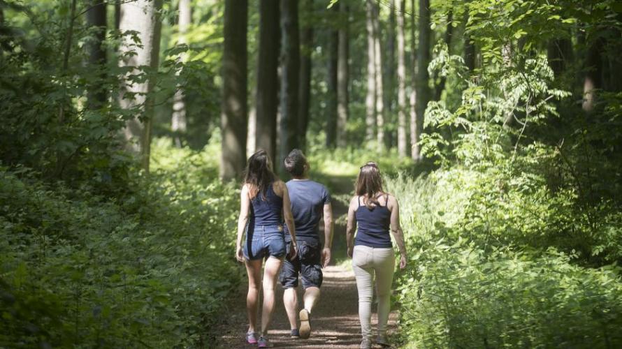 Het Kluisbos en Kluisbergen