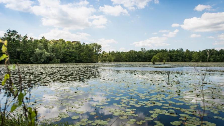 De Molenbergwandeling in Willebroek