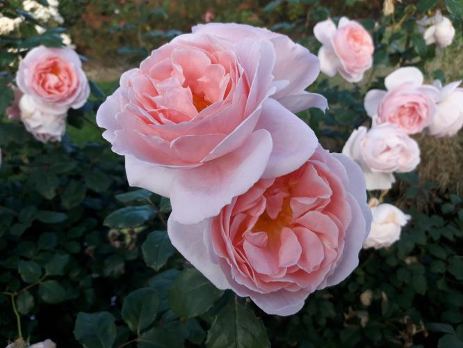 Roze ‘Caroline’s Heart’