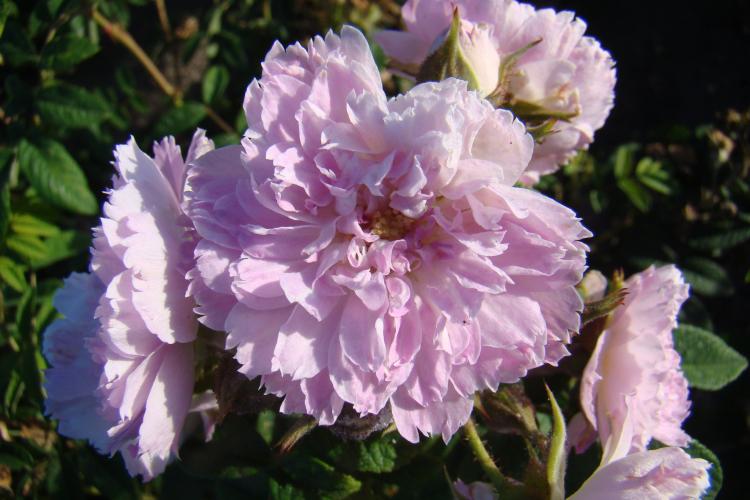 Lilaroze ‘Jean de Bruges’