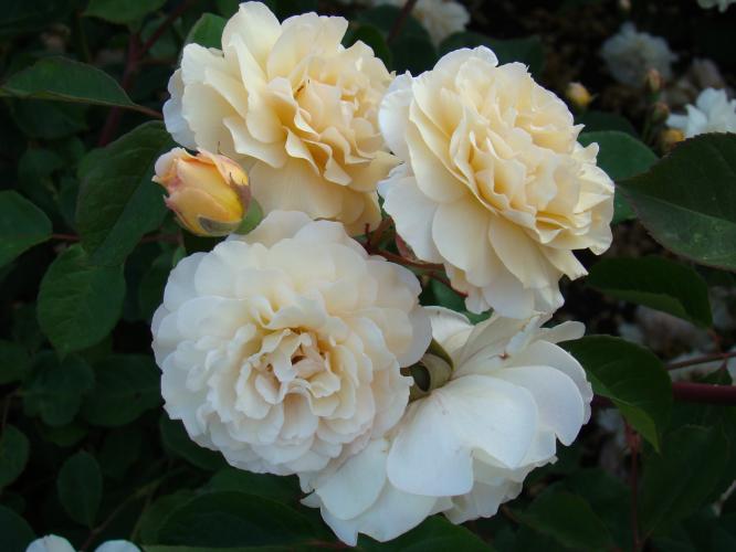 Rozegele ‘Buff Beauty’