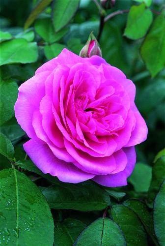 Dieproze ‘Gertrude Jekyll’