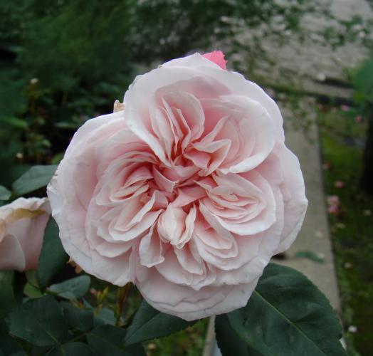 Rozewitte ‘Souvenir de la Malmaison’