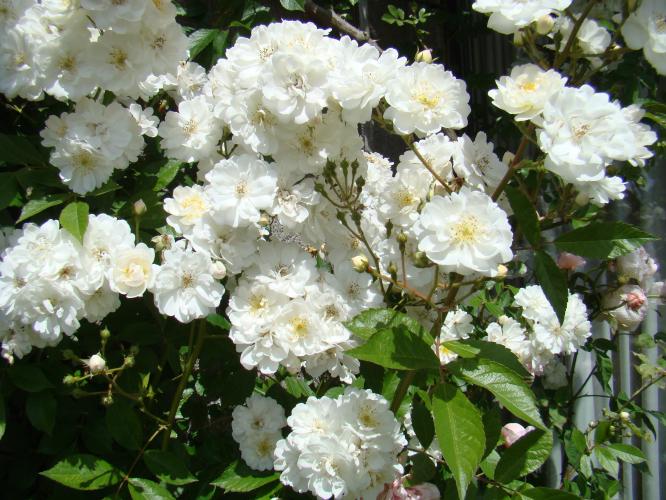 Witte klimroos 'Guirlande d’Amour’
