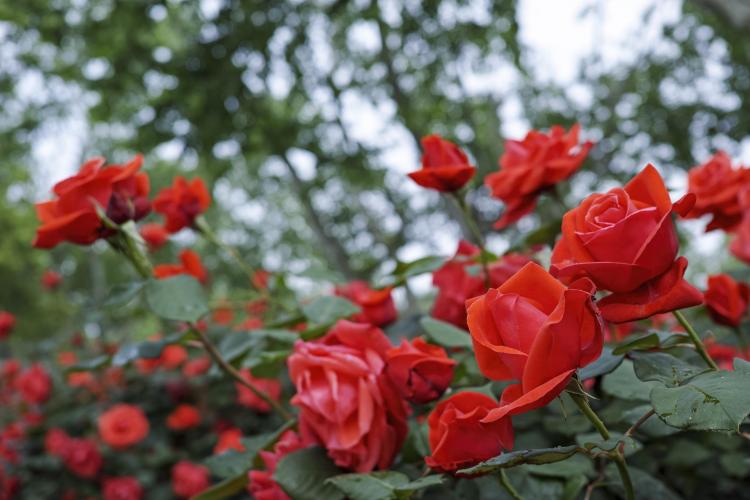 La rose ou l'amour fou