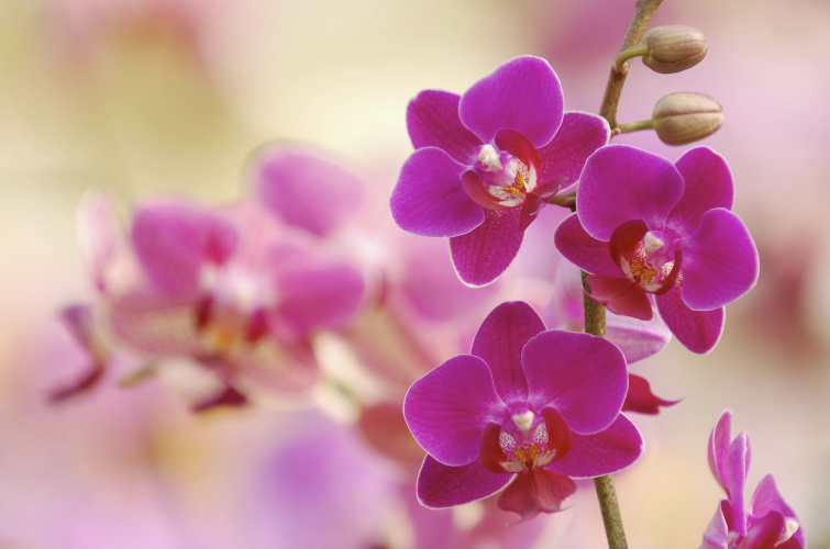 L'orchidée, la plus raffinée
