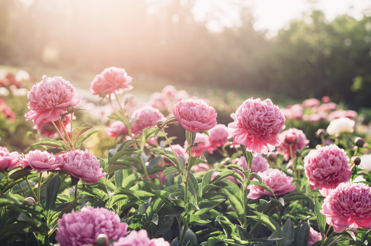La pivoine, incorrigible romantique