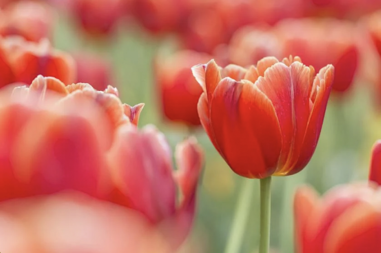 La tulipe, amour inconditionnel