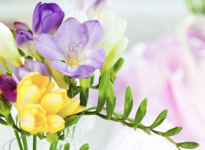 Le freesia, parfum d'innocence