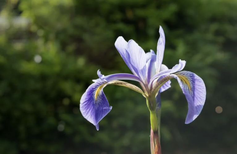 L'iris, symbole de confiance