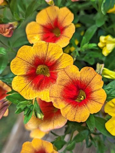 Pétunia (Petunia)