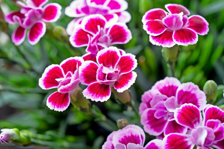 Œillet (Dianthus)