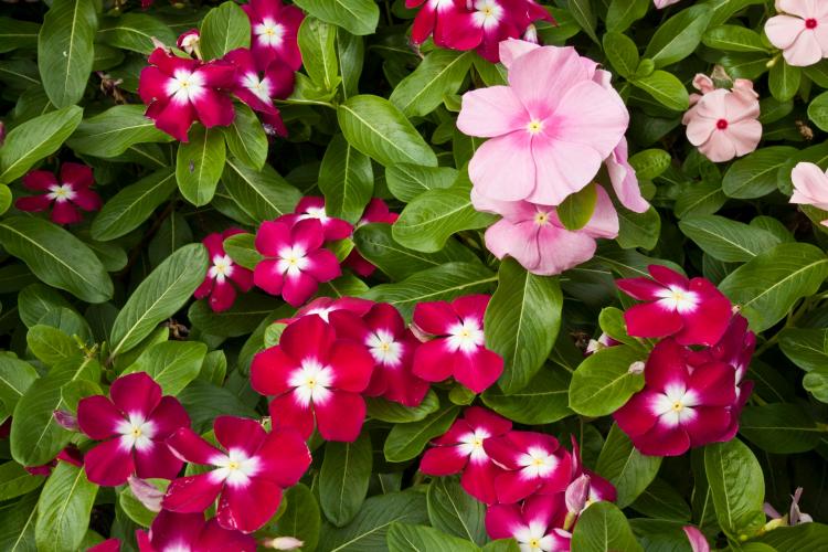 Impatiens (Impatiens)