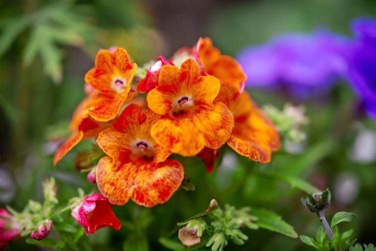 Némésia (Nemesia)