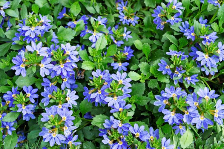 Scaevola (Scaevola)