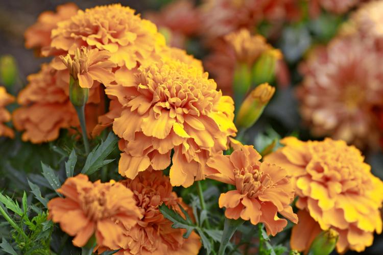 Tagète (Tagetes)