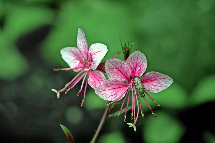 Gaura (Gaura)