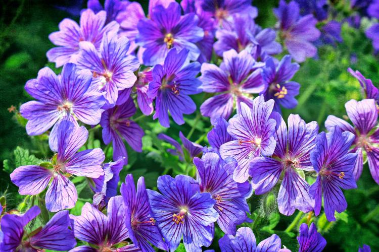Géranium (Pelargonium)