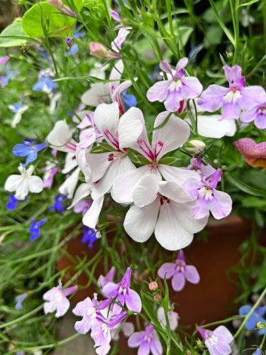 Lobélie (Lobelia)