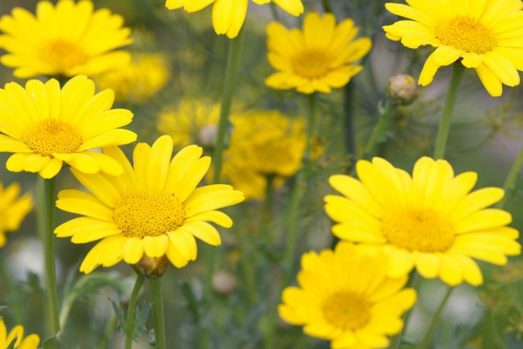 Gele Kamille (Anthemis tinctoria)