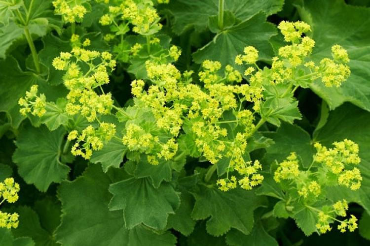 Vrouwenmantel (Alchemilla mollis)