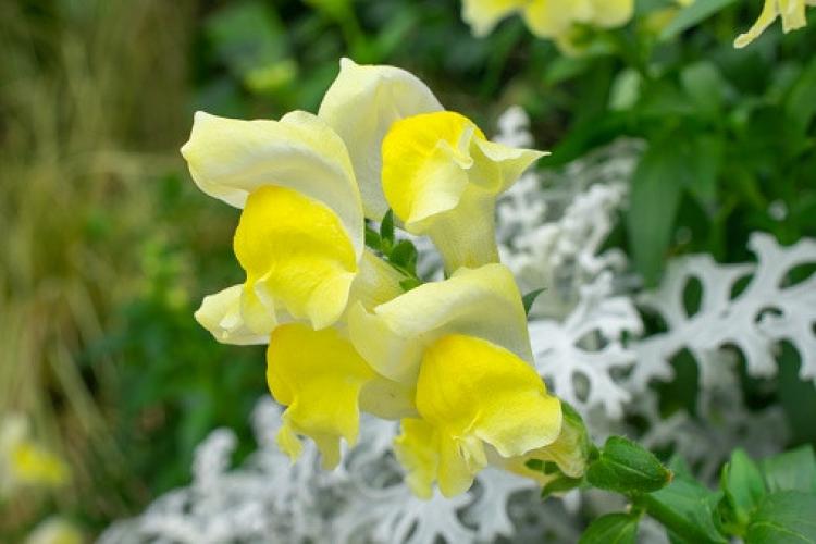 Leeuwenbekje (Antirrhinum majus)