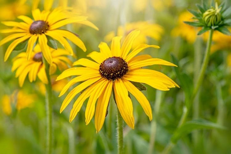 Zonnehoed (Rudbeckia fulgida)