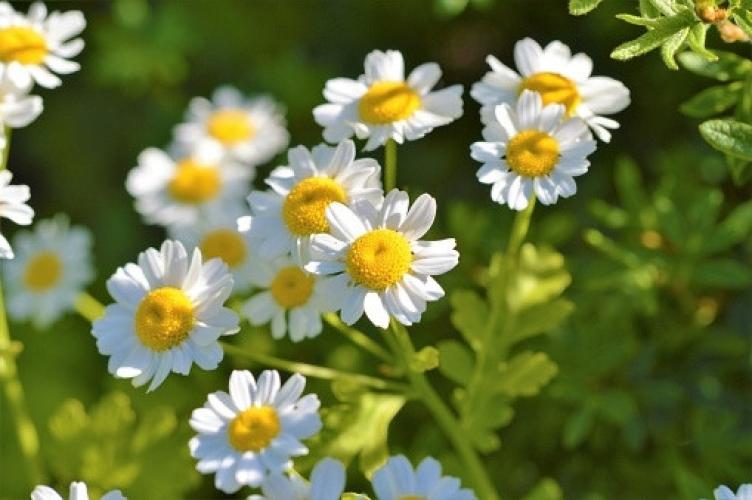 Moederkruid (Tanacetum parthenium)