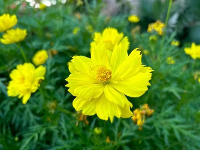 Gele cosmos (Cosmos sulphureus)