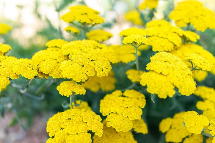 Geel duizendblad (Achillea ‘Moonshine’)
