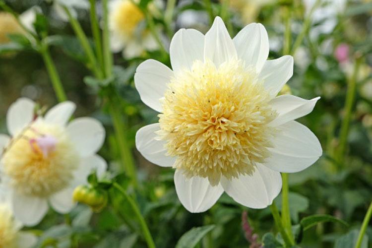 Dahlia (Dahlia ‘Platinum Blonde’)