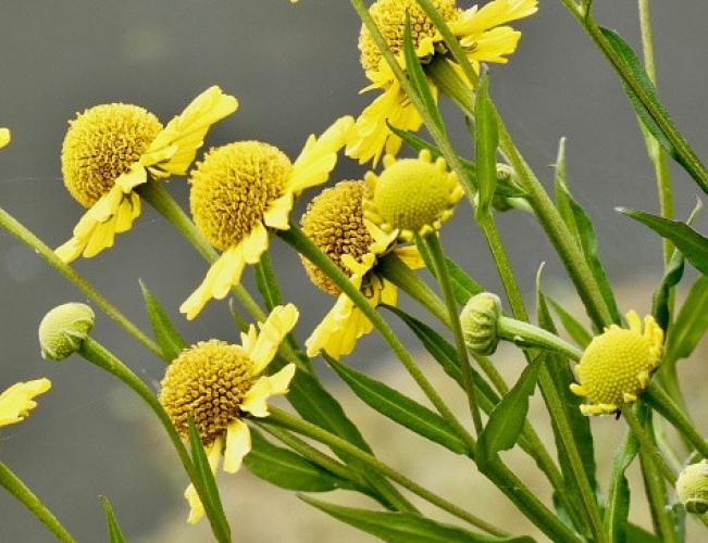 Zonnekruid (Helenium autumnale)