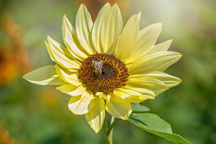 Zonnebloem (Helianthus ‘Vanilla Ice’)