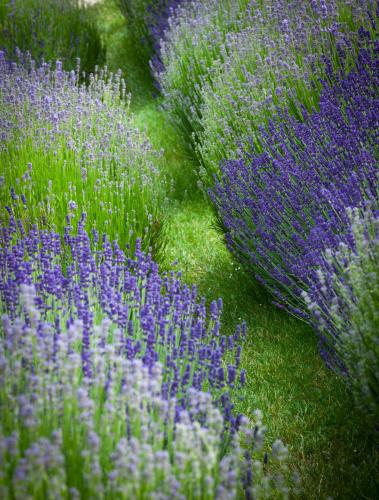Lavande (Lavandula angustifolia)